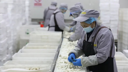 聚鏈成群逐綠向新 一朵菌菇引領(lǐng)食用菌產(chǎn)業(yè)的蝶變升級(jí)